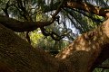 0079Arboretum Vallee aux loups